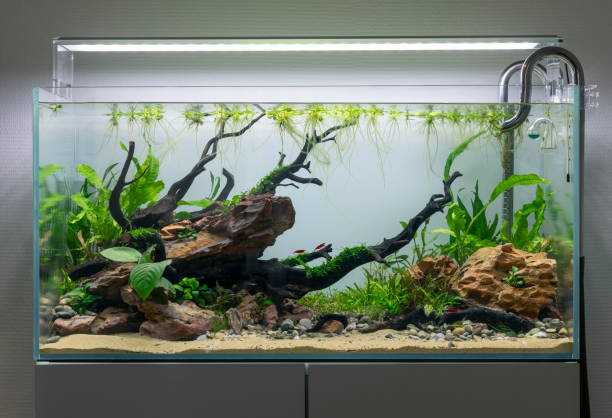 Divine Aquatic Creatures Aquarium