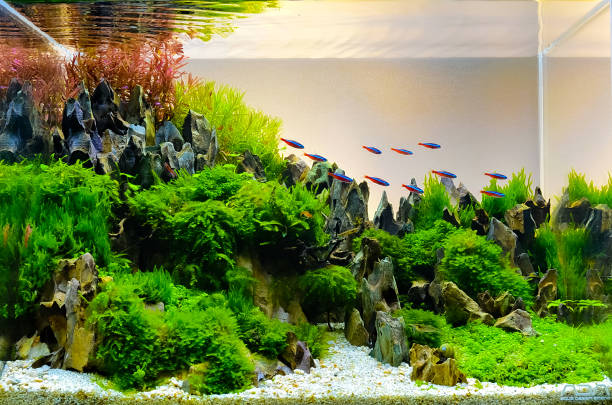 Aquarium Equipment and Supplies